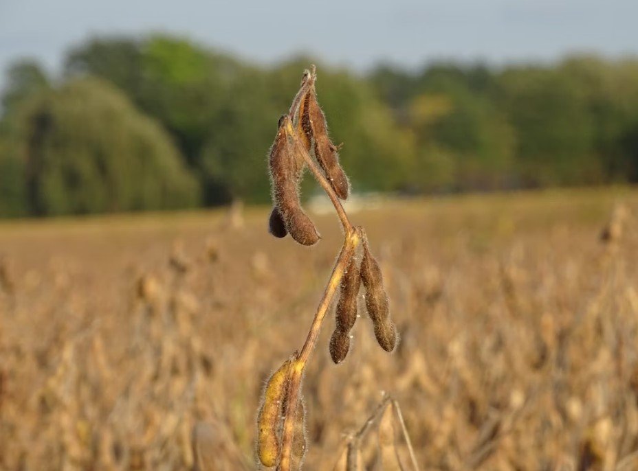 Discover the Power of Insoya: A Sustainable Soy-Based Protein Alternative Insoya