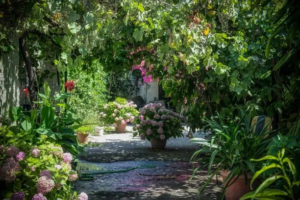 Why Olive Trees Make a Great Addition to Modern Gardens