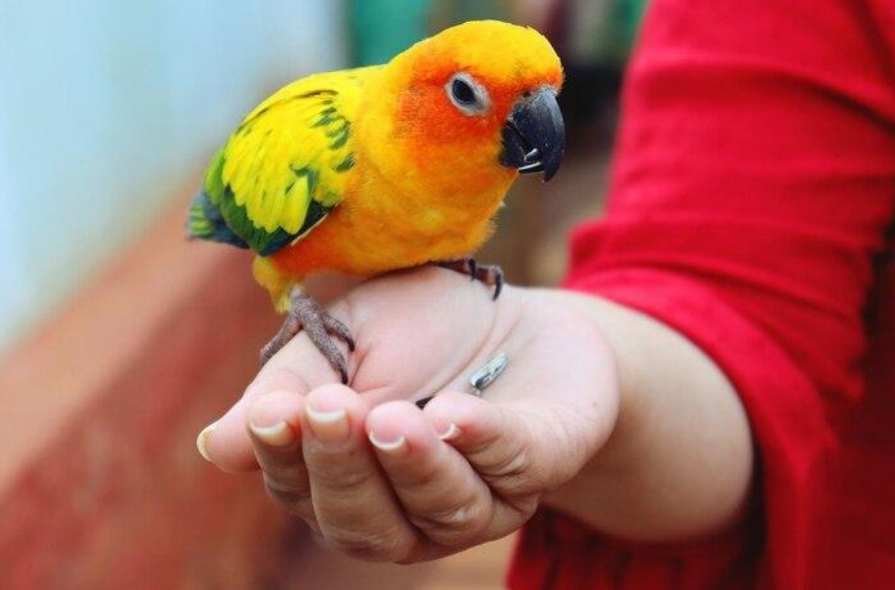 Nutritional Requirements of Pet Birds